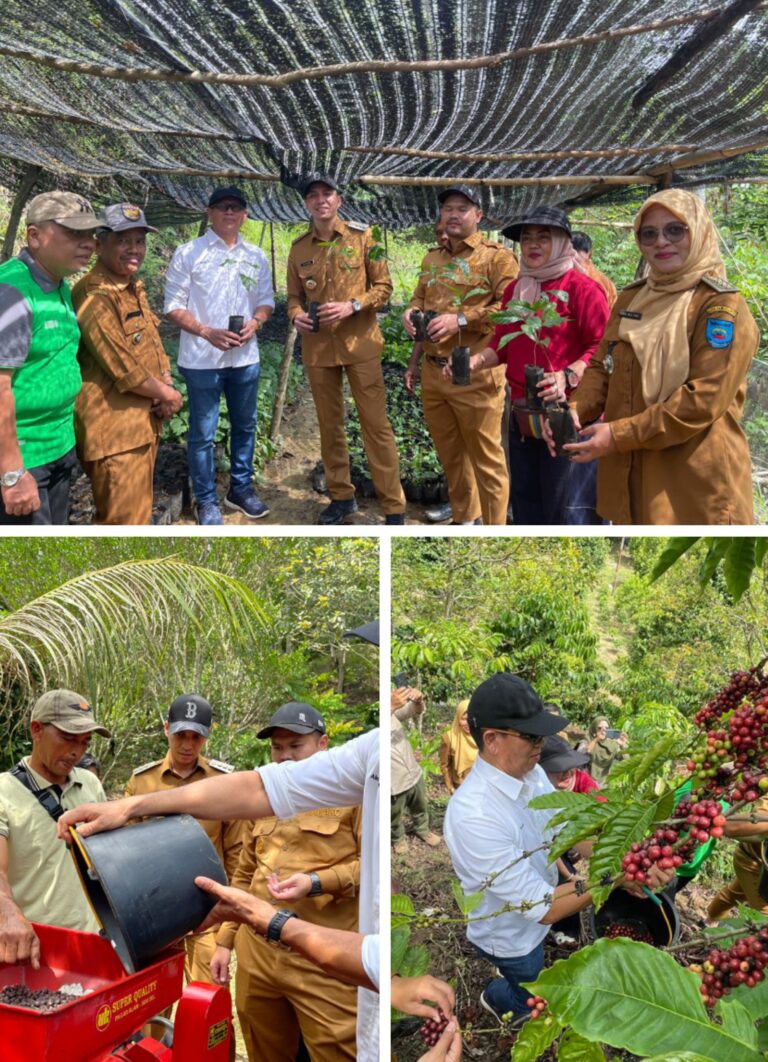 PTBA Dampingi Petani Kopi Sawahlunto Panen dan Ciptakan Nilai Tambah