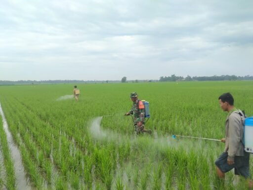 Babinsa Sei Rampah Dukung Program Ketahanan Pangan di Desa Bakaran Batu