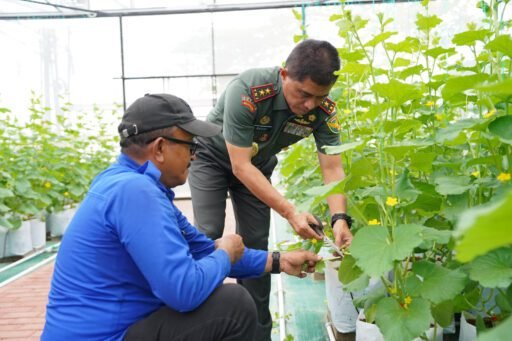 Pangdam II/Sriwijaya Lakukan Polinasi Melon di Urban Farming Taman Aspirasi Kodam II/Swj