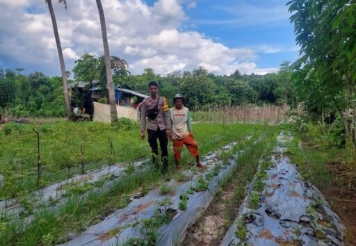 Bhabinkamtibmas Polres Bima Kota Pantau Persawahan tuk Dukung Ketahanan Pangan