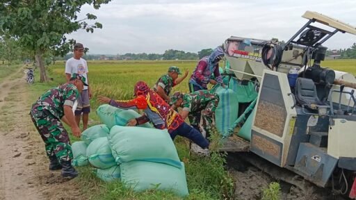 Babinsa Bantu Panen Padi Menggunakan Mesin Combi, Tingkatkan Produktivitas Petani