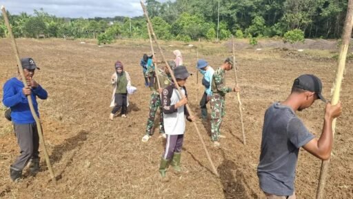 Satgas TMMD Kodim 0418/Palembang, dukung Hanpangan dengan Padi Gogo