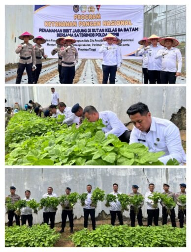 Rutan Batam Laksanakan Panen Raya Sayur dan Penanaman Bibit Jagung Bersama Satbrimob Polda Kepri