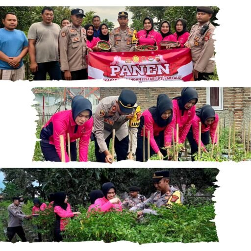 Polsek Blanakan Bersama Bhayangkari Laksanakan Panen Program P2L