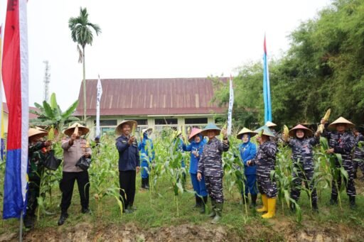 sukseskan Program Ketahanan Pangan Nasional, Lanal Dumai Gelar Panen Raya Jagung