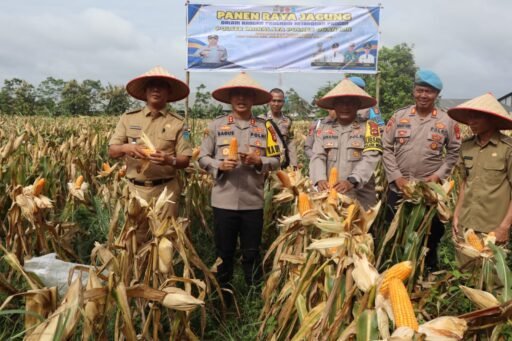 KAPOLRES OGAN ILIR PIMPIN PANEN RAYA JAGUNG PROGRAM KETAHANAN PANGAN DI DESA LOROK