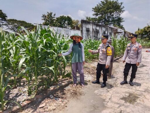 Patroli Pengecekan Program Tanaman Bergizi Di Desa Lamongrejo