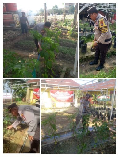 Polsek Sagulung Dukung Ketahanan Pangan melalui Perawatan Perkebunan Diarea Asrama Polsek Sagulung
