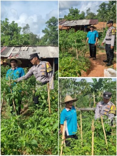 Polsek Nongsa dan Masyarakat Bersinergi Wujudkan Ketahanan Pangan Berkelanjutan