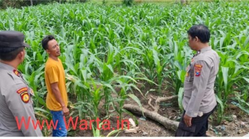 Polsek Ngimbang Giat Patroli Pengecekan Program Pekarangan Pangan Bergizi (P2B) Di Desa Munungrejo