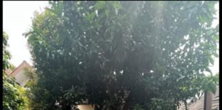 DPC Partai Amanah Demokrasi Indonesia PADI mengadakan Halal bihalal