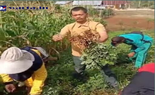 Inisiatif Luar Biasa Ibu Ibu PKK Dalam Memanfaatkan Lahan Kosong Menjadi Ladang Usaha Palawijau