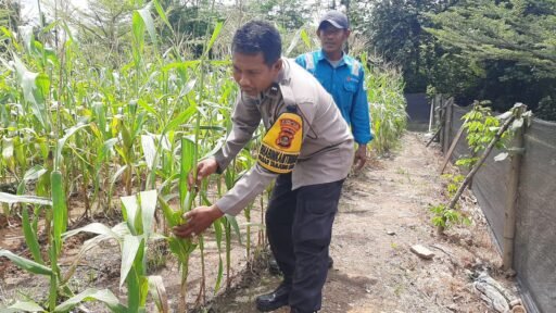 Polsek Lawang Kidul Lakukan Pengecekan Lahan Jagung Program Ketahanan Pangan di PT.BA Tanjung Enim