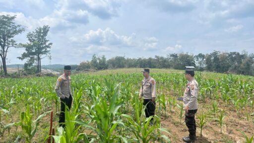 Lahan Polri Disulap Jadi Surga Jagung, Langkah Nyata Wujudkan Swasembada!