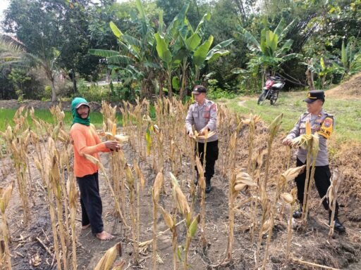 Kapolsek Ngimbang Melaksanakan Penen Jagung Perdana Program Ketahanan Pangan Bergizi