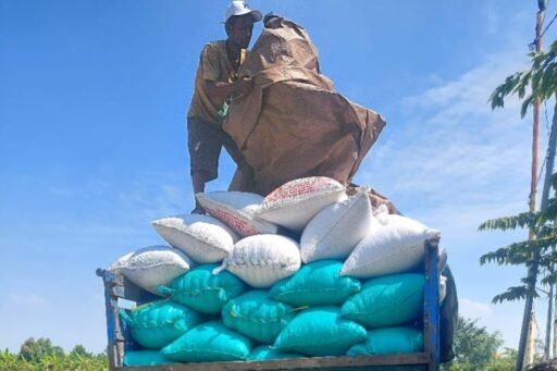 Penyerapan Gabah Petani Desa Padang Bandung Berlangsung Lancar