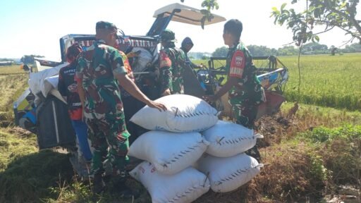 Kodim Boyolali Dukung Program Bulog Melalui Serapan Gabah Petani