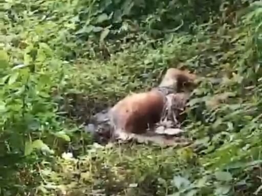 Di Temukan Mayat Pria Tanpa Identitas Di Kawasan Hutan RPH Ngimbang