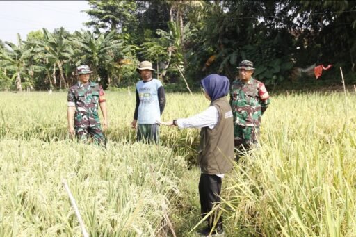 Dukung Ketahanan Pangan,Babinsa Padurenan dan Tim PPL Gelar Komunikasi Sosial dengan Kelompok Tani