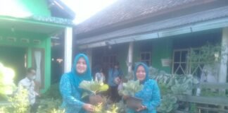 TP PKK Kota Prabumulih Kunjungi KWT Seroja dan UP2K PKK Delima Kelurahan Cambai