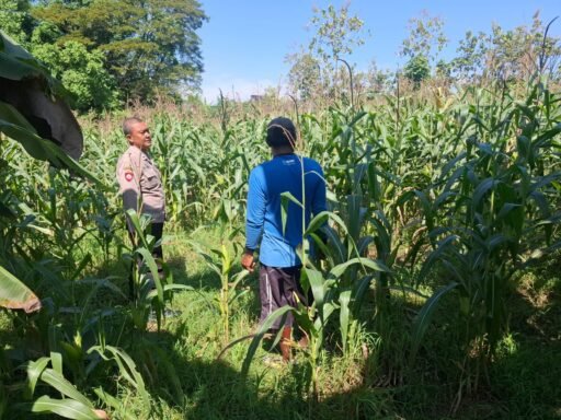 Dukung Ketahanan Pangan Polsek Ngimbang Tinjau Dan Pegecekan Tanaman Jagung Di Desa Ngimbang