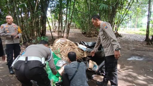 Tegas Berantas Perjudian Polisi Bongkar Lima Arena Sabung Ayam di Jember