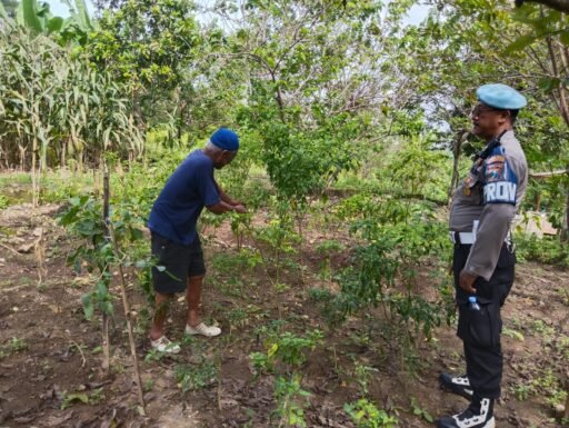 Sukseskan Dan Dukung Program Ketahanan Anggota Polsek Ngimbang Tinjau Tanaman Lombok Di Desa Lawak