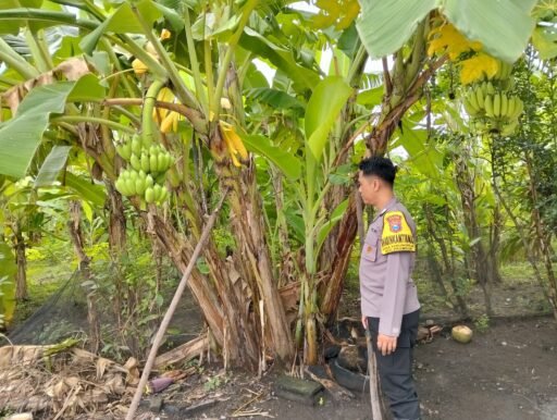 Optimalisasi Lahan Perkarangan, Polsek Prambon Dukung Ketahanan Pangan Warga