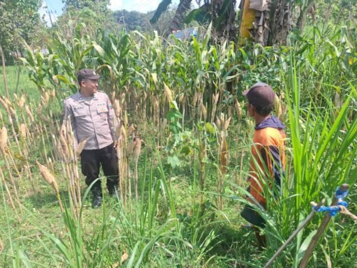 Sukseskan Dan Dukung Program Ketahanan Bhabinkamtibmas Desa Ngimbang Tinjau Tanaman Jagung