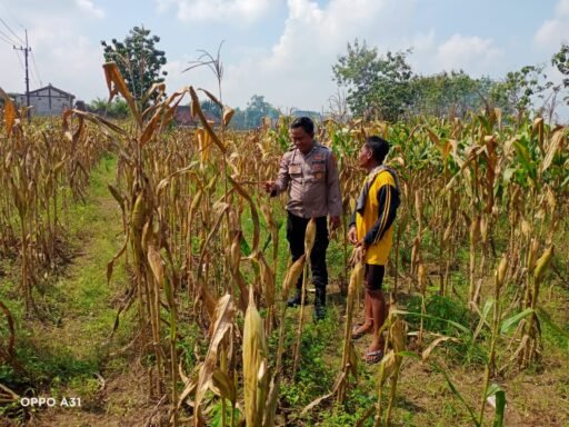 Polsek Ngimbang Melaksanakan Kegiatan Pengecekan Program Pangan Bergizi Di Desa Ngimbang