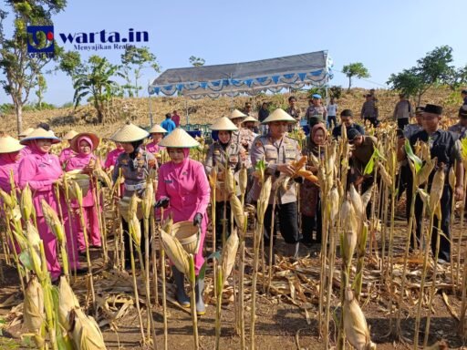 Polres Rembang Gelar Panen Raya Jagung Serentak, Peran Polri dalam Ketahanan Pangan Nasional