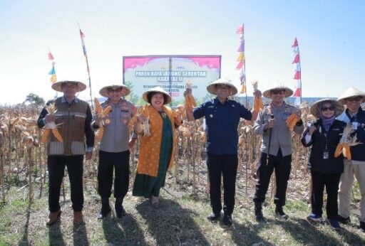 Kapolda NTB Ikut Panen Jagung di Sumbawa, Dukung Swasembada Pangan 2025