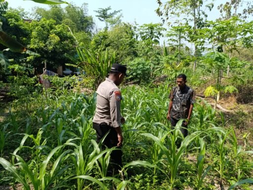 Sukseskan Swasembada Pangan Anggota Polsek Ngimbang Tinjau Perkembangan Jagung di Ngimbang
