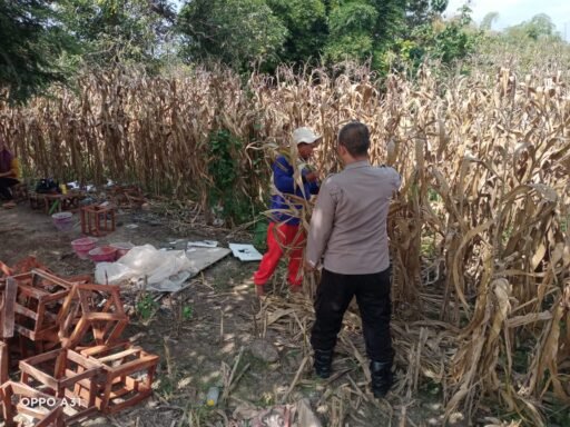 Dukung Program Ketahanan Pangan Anggota Polsek Ngimbang Tinjau panen Jagung di Desa Lamongrejo