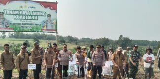 Sukseskan Kuartal III Program Ketapang,Kapolres Tanam Raya Jagung Seluas 1,5H di Kecamatan Jawilan