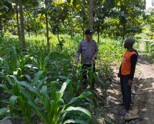 Sukseskan Swasembada Pangan P2B Anggota Polsek Ngimbang Tinjau Perkembangan Jagung di Desa Tlemang