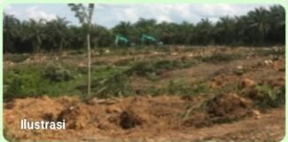 Dugaan Korupsi Kelompok Replanting BPPKS Kec.Penarik,” Manipulasi,Bibit Ilegal,& Dana Siluman