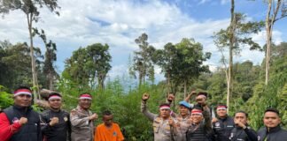 Polisi Temukan Ladang Ganja 1 Hektare di Gunung Hutabargot, Pemilik Ditangkap*