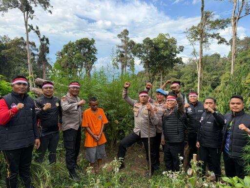Polisi Temukan Ladang Ganja 1 Hektare di Gunung Hutabargot, Pemilik Ditangkap*