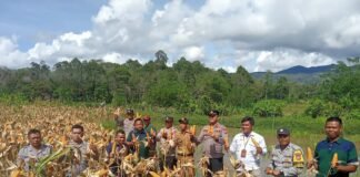 Mantap! Ketahanan Pangan Penanaman Jagung Desa Air Kopras, Sukses.