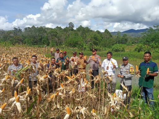 Mantap! Ketahanan Pangan Penanaman Jagung Desa Air Kopras, Sukses.