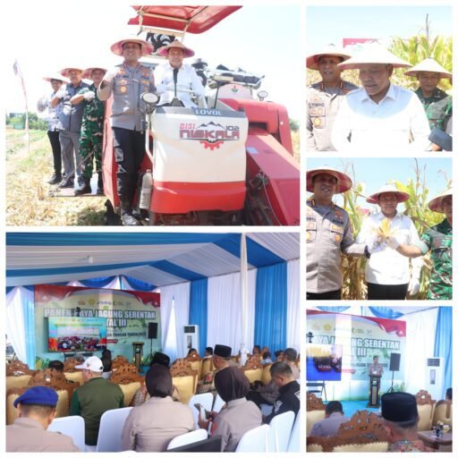 Kabupaten Sidoarjo Dukung Swasembada Pangan, Panen Raya Jagung Kuartal III di Balongbendo