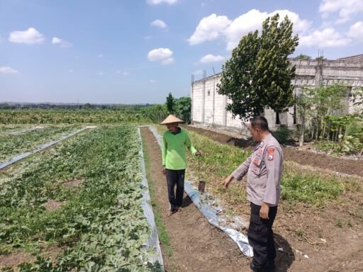 Sukseskan Swasembada Pangan P2B Polsek Ngimbang Tinjau Tanaman Semangka di Desa Lawak