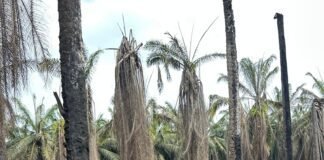 Kebakaran Sumur Minyak Ilegal di Muba, Polisi Dalami Penyebab dan Cari Pemilik