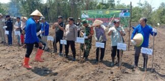 Ketahanan Pangan Tanam Jagung Desa Muara Dua Kec.Tanah Abang PALI