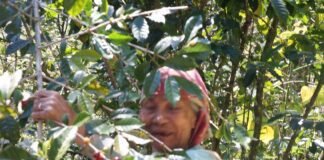 Pertahankan Arabika Tipika Toraja Utara, Suleman Mi’ting: Bukti Sejarah Untuk Anak Cucu