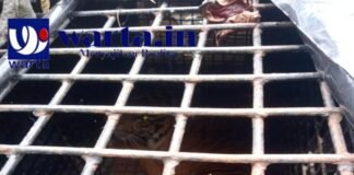 Kucing Sumatera Tertangkap di Sukabumi Lambar, Petugas Tunggu BKSDA untuk Evakuasi