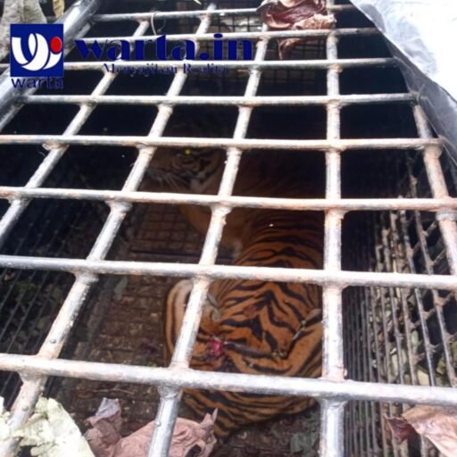 Kucing Sumatera Tertangkap di Sukabumi Lambar, Petugas Tunggu BKSDA untuk Evakuasi