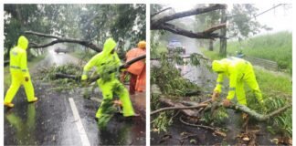 Respon Cepat Polisi dan BPBD Evakuasi Pohon Tumbang, Jalur Magetan – Bendo Kembali Lancar