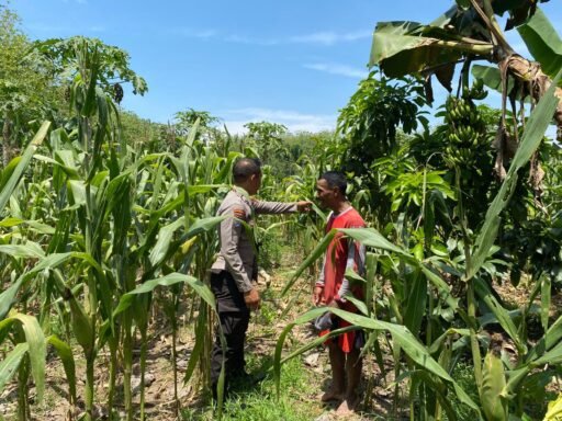 Polsek Ngimbang Demi Sukseskan Program Pangan P2B Tinjau Perkembangan Jagung di Desa Sendangrejo